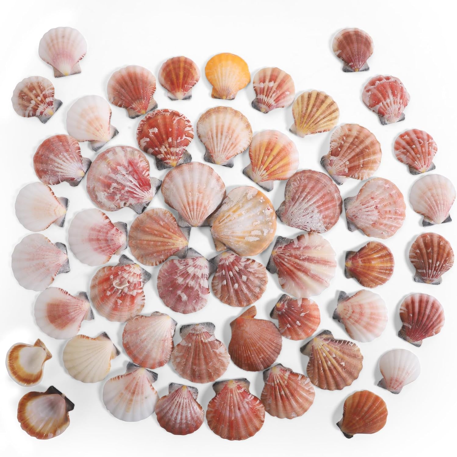 PPCLION 45 PCS Small Scallop Shell for DIY Crafts Decor Small Seashells for Home Decorations, Beach Themed Party, Fishtank, Vase Fillers