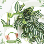 Hotop 2 Pcs Artificial Peperomia Trailing Plant Vine 26" Faux Pilea Trailing Artificial Silk Plant for Indoor Home Office Livingroom Wall Shelf Bathroom Decoration(Eyebrow Leaf)
