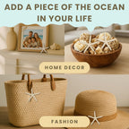 Starfish Decor - Star Fish for Craft - 6pk Real 3-4" White Sea Stars - Beach Wedding Decor - Coastal Party Decorations - Seashell Decor