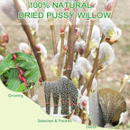 60 Stems 100% Natural 17 Inches Preserved Pussy Willow Flowers Pussy Willow Branches for Vases White Pussywillows for Festival Easter Wedding Home Party Hotel Fireplace Decor
