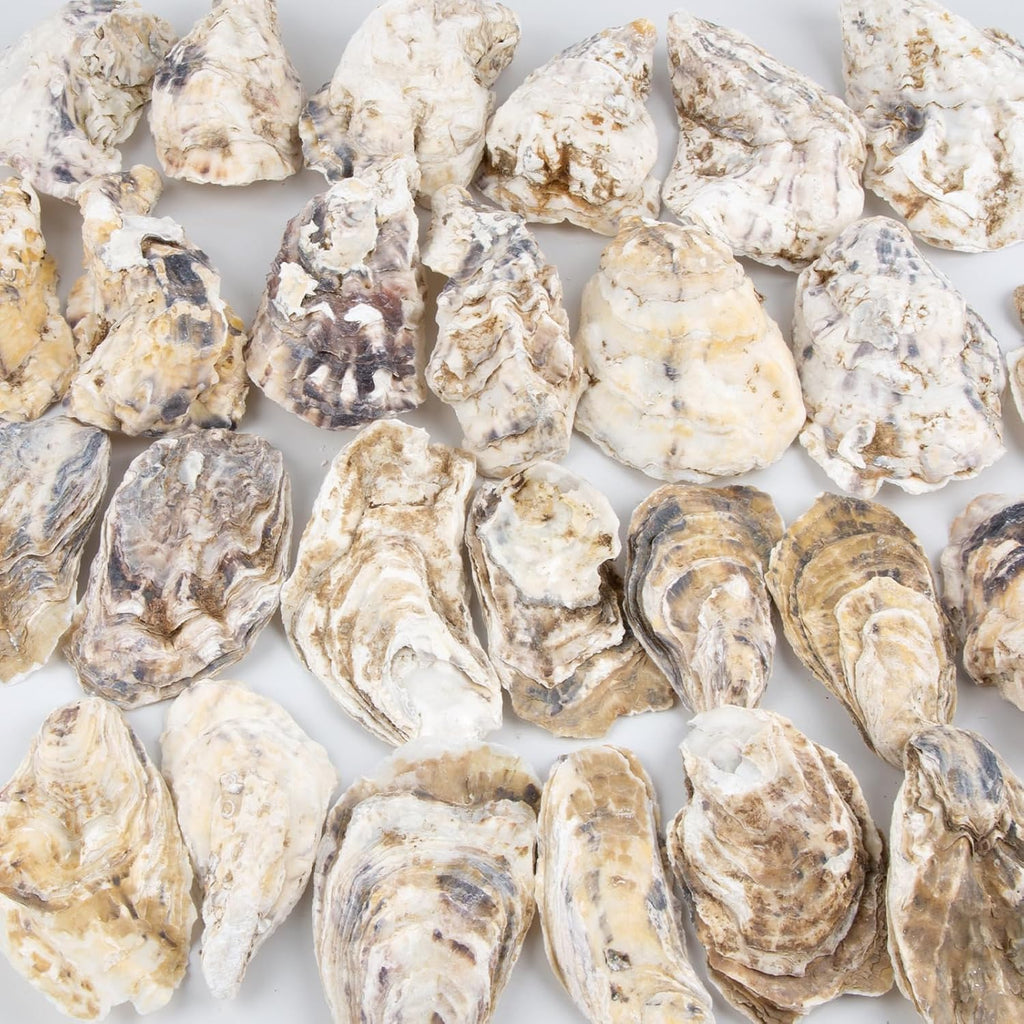 QEQEKAKA 30PCS Oyster Shells Flat & Concave 4"-5" Large Oyster Shells for Crafts Natural Oyster Shells Bulk, for Home Vase Filler, Xmas Ornaments, DIY Arts and Crafts Sea Shells