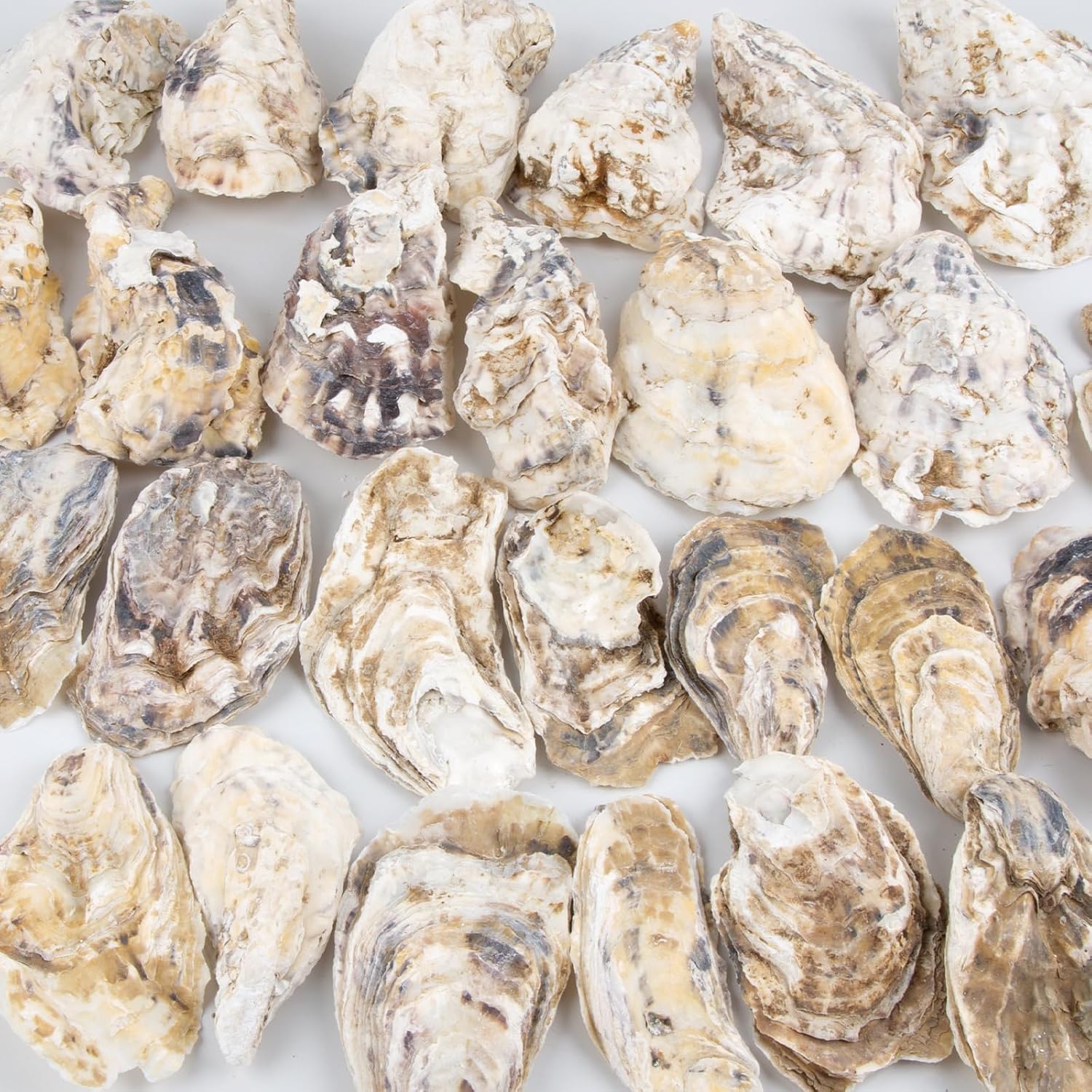QEQEKAKA 30PCS Oyster Shells Flat & Concave 4"-5" Large Oyster Shells for Crafts Natural Oyster Shells Bulk, for Home Vase Filler, Xmas Ornaments, DIY Arts and Crafts Sea Shells