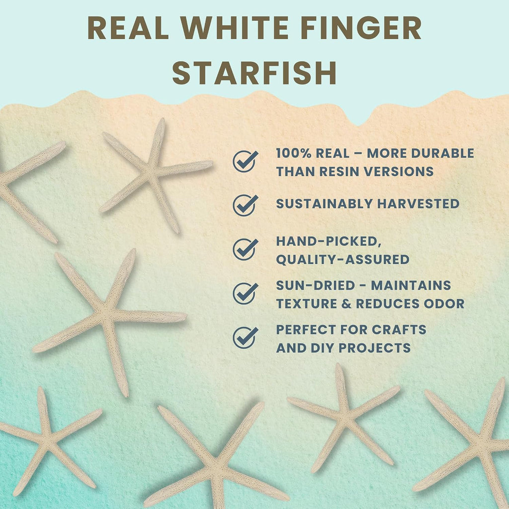 Starfish Decor - Star Fish for Craft - 20pk Real 2-3" White Sea Stars - Beach Wedding Decor - Coastal Party Decorations - Seashell Decor - Shells for Crafts - Nautical Decor - Bulk Shells for Crafts
