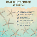 Starfish Decor - Star Fish for Craft - 20pk Real 2-3" White Sea Stars - Beach Wedding Decor - Coastal Party Decorations - Seashell Decor - Shells for Crafts - Nautical Decor - Bulk Shells for Crafts