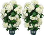 Faux Hydrangea Tree 30" Tall (2 Pack), Artificial Hydrangea Plant in Pot with White Flowers, Realistic Hydrangea Tree for Indoor Outdoor Porch, Patio, Home Decor