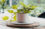 Kurrajong Farmhouse Light Green Fake pothos Plant | Fake Plant for Shelf Decor | Artificial Trailing Ivy Plant with 5" Wide Ceramic Pot | Faux pothos | Feaux Pothos