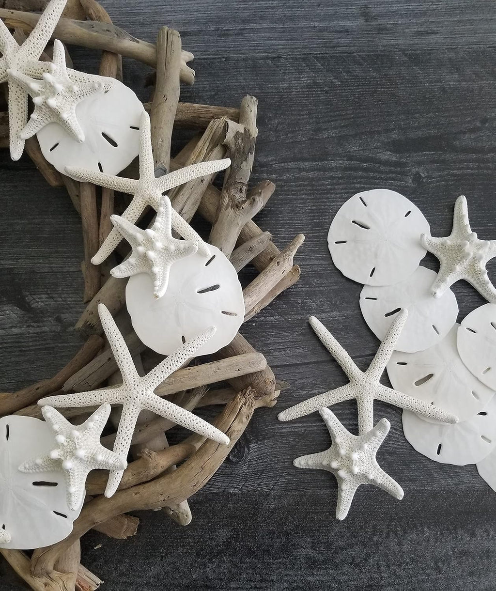 Tumbler Home Real Sand Dollars 2.5"-3" (10pcs), Wedding Seashell Craft, Hand Picked and Professionally Packed