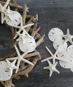 Tumbler Home Real Sand Dollars 2.5"-3" (10pcs), Wedding Seashell Craft, Hand Picked and Professionally Packed