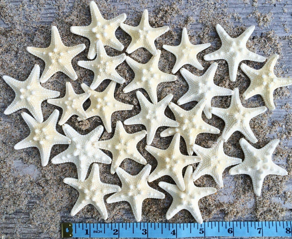White Knobby Starfish 24 PCS - 1.25” to 2.25” – Natural Sea Life for Crafts, DIY, Wall & Shell Decor – Small Coastal Accents for Beach-Themed Designs, Nautical Decorations & Ocean-Inspired Home Décor
