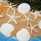 JQAQJU 3-4 Inches Large Starfish and Scallop Shells for Crafts 12PCS, Natural Beach Sea Shells for Crafting, Baking Shells Perfect for White Christmas Decor Beach Party Wedding Fishtank DIY Crafts