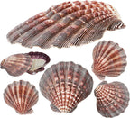 4 Piece 5-6" Lion's Paw Sea Shell，for Baking Smudging Crafts Beach Decor - Ocean Beach Seashells Perfect for Home Decoration, Art Craft, Vase Filler Fish Tank