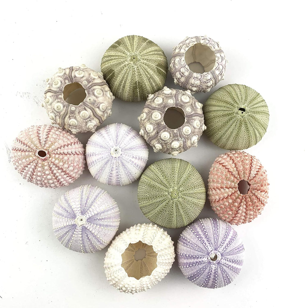 Worlds Assorted Natural Sea Urchins for Air Plants,Craft and Decorations 12PC(1-1/4"-2-1/4"Inch)