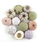 Worlds Assorted Natural Sea Urchins for Air Plants,Craft and Decorations 12PC(1-1/4"-2-1/4"Inch)