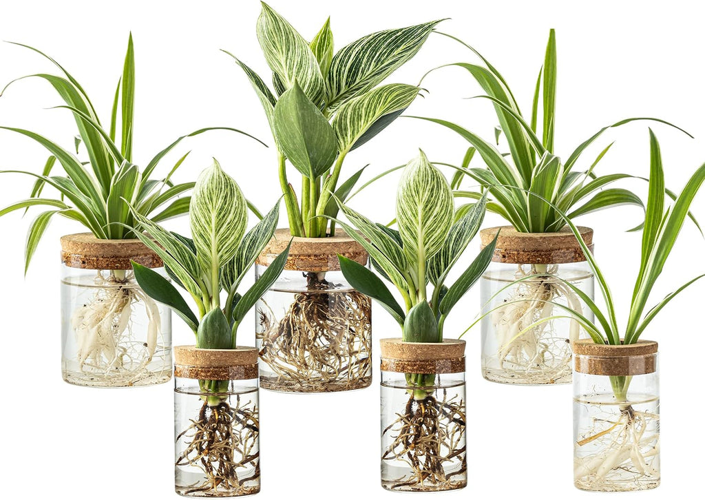 Plant Propagation Station,Hydroponic Glass Container Vase 2 Sizes Planter Propagated Jars for Desks, Houses, Garden Decorations,Home Kitchen Decorations and Gifts cu.20.5 (6pcs)