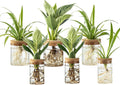Plant Propagation Station,Hydroponic Glass Container Vase 2 Sizes Planter Propagated Jars for Desks, Houses, Garden Decorations,Home Kitchen Decorations and Gifts cu.20.5 (6pcs)