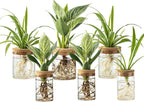 Plant Propagation Station,Hydroponic Glass Container Vase 2 Sizes Planter Propagated Jars for Desks, Houses, Garden Decorations,Home Kitchen Decorations and Gifts cu.20.5 (6pcs)