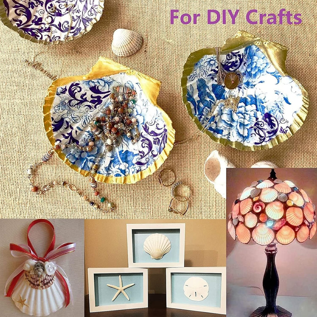 QICQDRAM 30PCS Sea Shells for Crafts Decoration 2''-3'' White Scallop Shells for Crafts DIY Painting Beaching Wedding Decoration, Beach Natural White Seashells Bulk