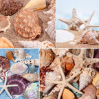 JQAQJU 23 Pcs Large Seashells Mixed Beach Sea Shells Starfish Conch, Various Size Natural Seashells for Decorating, Beach Themed Party, Table Scatters, DIY, Fish Tank, Vase Fillers, Home, Wedding