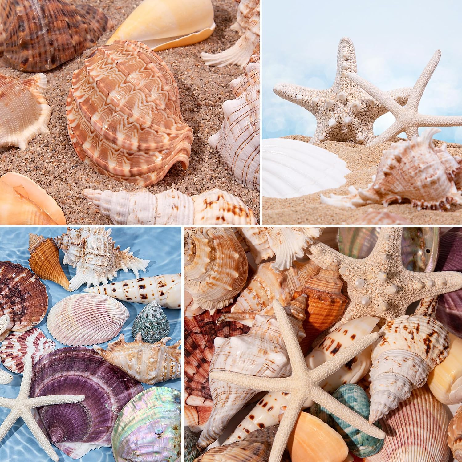 JQAQJU 23 Pcs Large Seashells Mixed Beach Sea Shells Starfish Conch, Various Size Natural Seashells for Decorating, Beach Themed Party, Table Scatters, DIY, Fish Tank, Vase Fillers, Home, Wedding