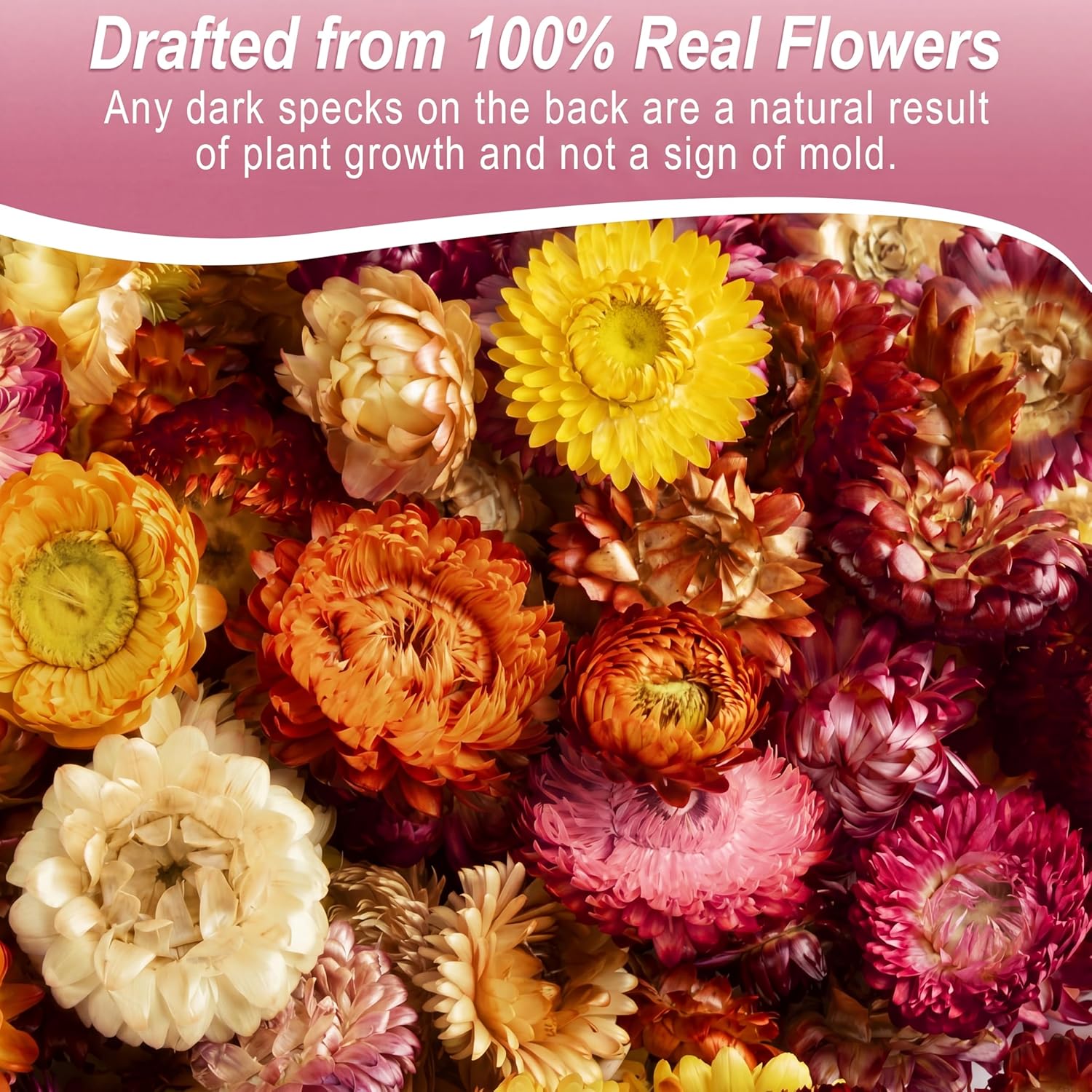 110+ Edible Dried Flowers Mixed Color Helichrysum Strawflower Colorful Natural Flowers for Cocktails Garnishing Cake Decoration Baking Cupcakes Decor Drink Tea Infusions DIY Craft(Colorful)