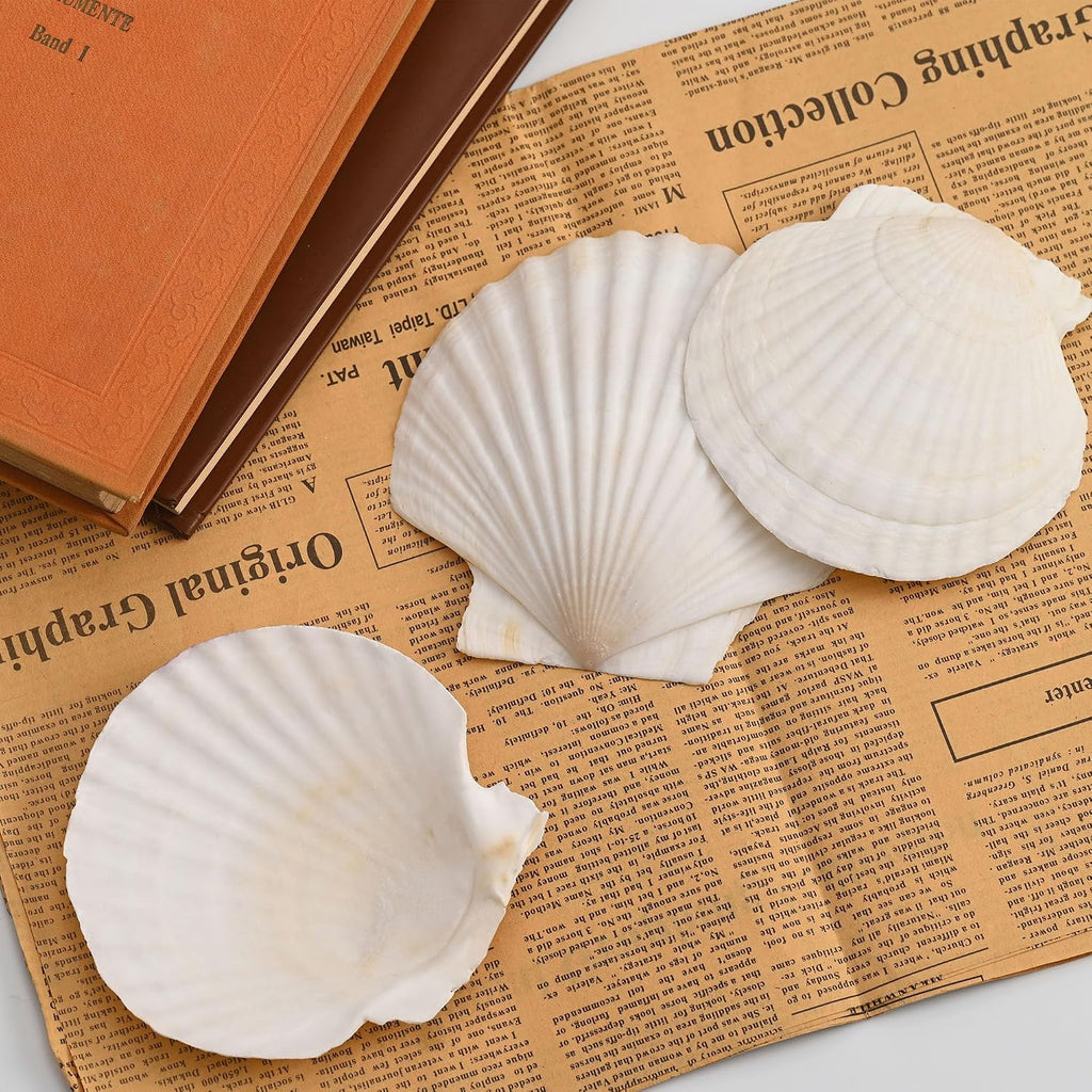 10PCS Scallop Shells, 4''-5'' White Seashells,for DIY Crafts, Painting, Ocean Themed Parties and Home Decorations.