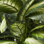 Nearly Natural 22IN Artificial Triple Golden Dieffenbachia Plant with Decorative Wood Planter, Faux Plant for Indoor Home Décor
