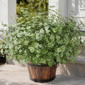 Ivydale Artificial Plants Outdoor 5 Pcs, Faux Greenery Plants Outdoor UV Resistant Silk Plants with Stems, Fake Plants for Outside Planter Front Porch Patio Pathway Decoration(Green)