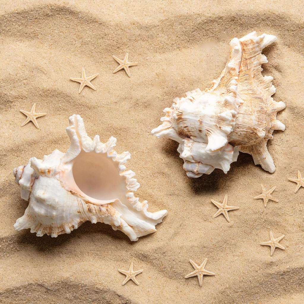 SINKOO 2PCS Conch Shell Large Natural Seashells 4-5.3 Inch Perfect for Fish Tank Wedding Decor Beach Theme Party, Home Decorations,DIY Crafts