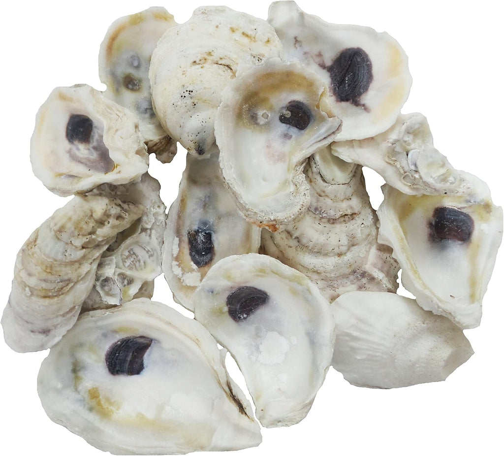 U.S. Shell Oyster Shells,3"-3.75"