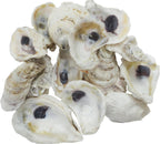 U.S. Shell Oyster Shells,3"-3.75"