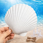 Cizavanta 50 Pack Large Scallop Shells for Crafts, 4-5 Inch Natural White Scallop Shells with 25 Clear Display Stands and Round Craft Mat, Seashells for DIY Painting, Decoupage & Coastal Decor