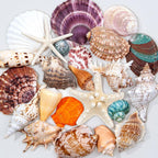 JQAQJU 23 Pcs Large Seashells Mixed Beach Sea Shells Starfish Conch, Various Size Natural Seashells for Decorating, Beach Themed Party, Table Scatters, DIY, Fish Tank, Vase Fillers, Home, Wedding