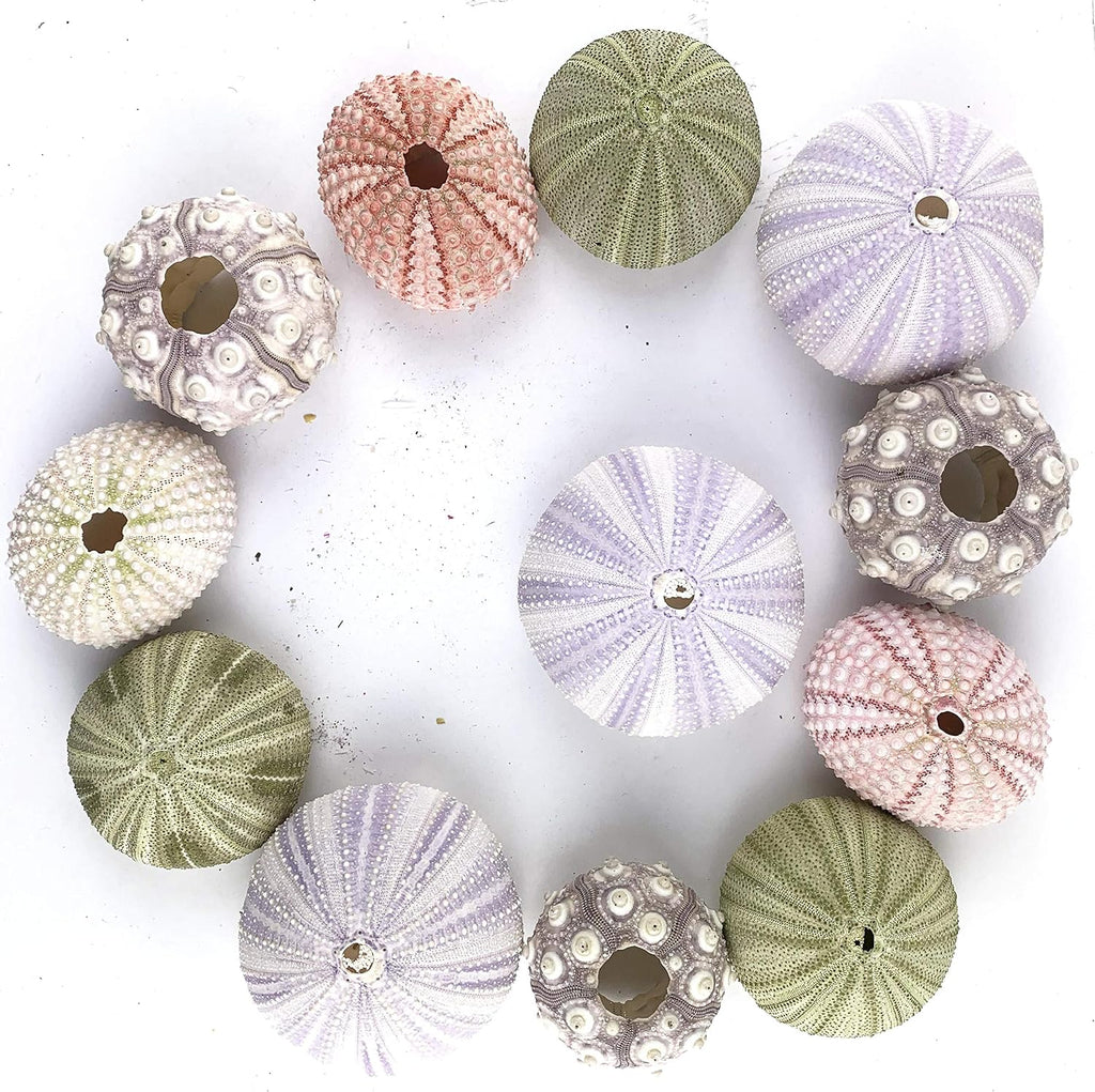 Worlds Assorted Natural Sea Urchins for Air Plants,Craft and Decorations 12PC(1-1/4"-2-1/4"Inch)