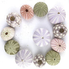 Worlds Assorted Natural Sea Urchins for Air Plants,Craft and Decorations 12PC(1-1/4"-2-1/4"Inch)