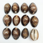 PEPPERLONELY 12PC Serpent's Head Cowrie Sea Shells, Cyprae Caputserpentis Shells, 3/4 Inch ~ 1-1/4 Inch