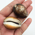 PEPPERLONELY 12PC Serpent's Head Cowrie Sea Shells, Cyprae Caputserpentis Shells, 3/4 Inch ~ 1-1/4 Inch