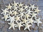 White Knobby Starfish 24 PCS - 1.25” to 2.25” – Natural Sea Life for Crafts, DIY, Wall & Shell Decor – Small Coastal Accents for Beach-Themed Designs, Nautical Decorations & Ocean-Inspired Home Décor