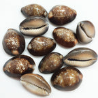 PEPPERLONELY 12PC Serpent's Head Cowrie Sea Shells, Cyprae Caputserpentis Shells, 3/4 Inch ~ 1-1/4 Inch