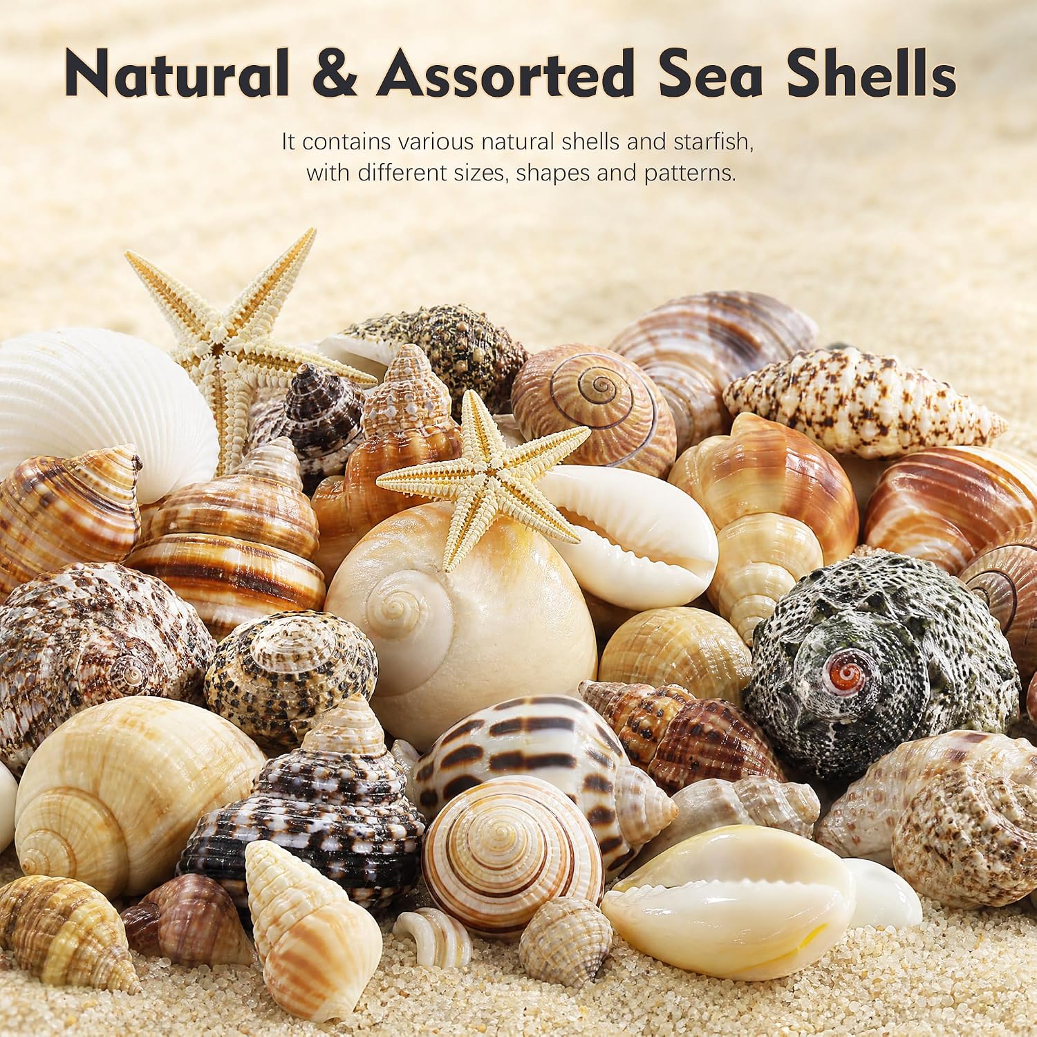 Small Sea Shells 1200Pcs Tiny Seashells Mixed Size Ocean Beach Starfish, Conch Shell for Crafts Vase Filler Fish Tank Beach Theme Party Home Wedding Decor