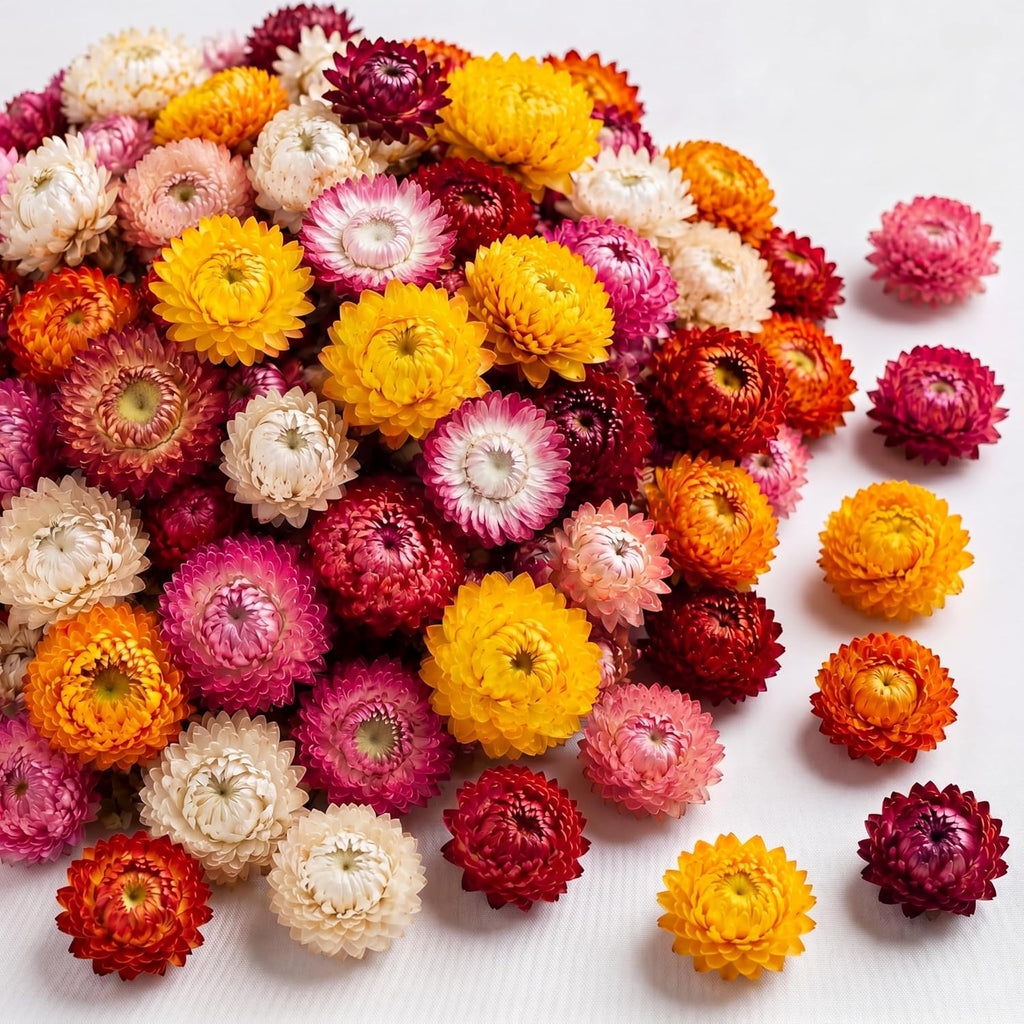 110+ Edible Dried Flowers Mixed Color Helichrysum Strawflower Colorful Natural Flowers for Cocktails Garnishing Cake Decoration Baking Cupcakes Decor Drink Tea Infusions DIY Craft(Colorful)