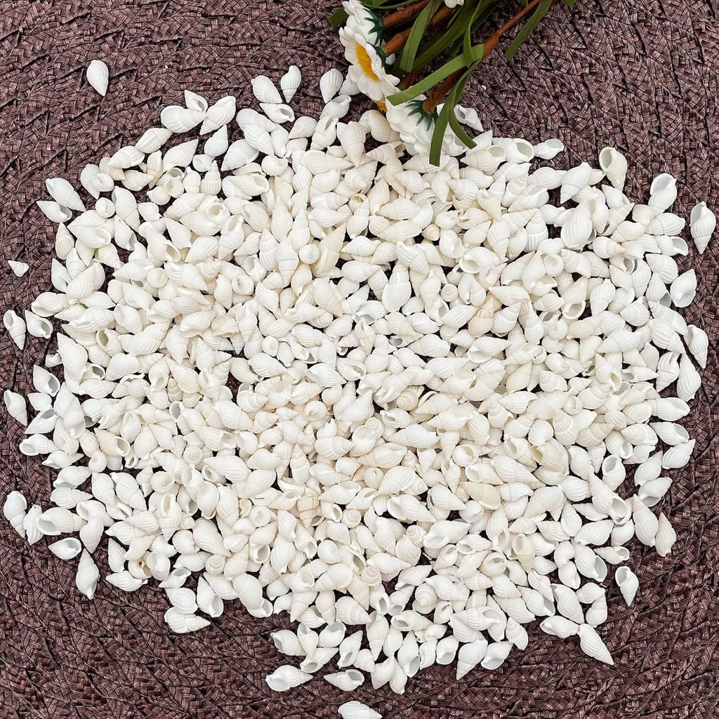 White Clam Cay Cay Sea Shells for Home Decorations, Party Wedding, DIY Crafts (About 350pcs Spiral Shape)