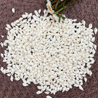 White Clam Cay Cay Sea Shells for Home Decorations, Party Wedding, DIY Crafts (About 350pcs Spiral Shape)