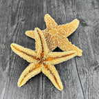 Tumbler Home Real Starfish Décor - 2pcs - 4" - 6" Large Starfish for Crafts, Beach House Décor, Christmas Ornaments & Nautical Decorations