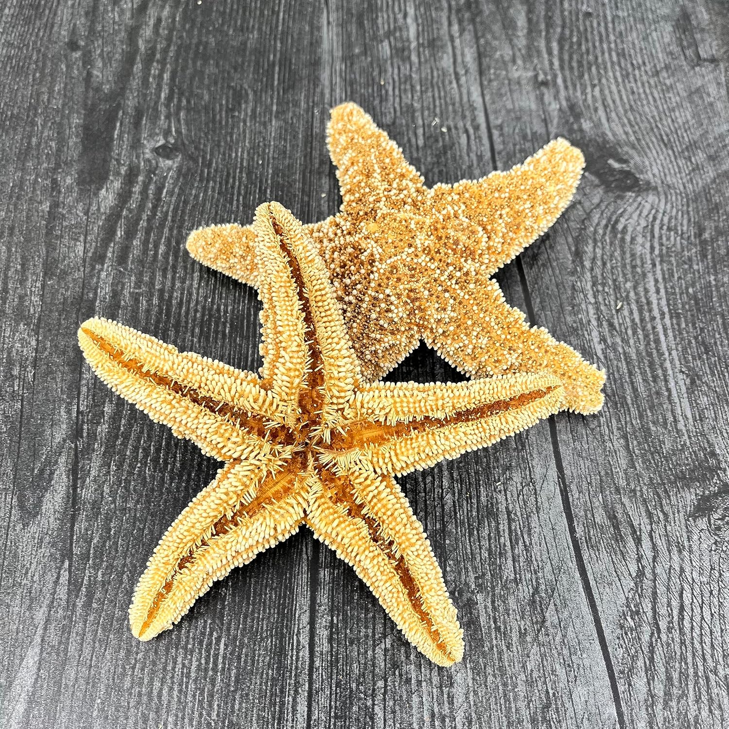 Tumbler Home Real Starfish Décor - 2pcs - 4" - 6" Large Starfish for Crafts, Beach House Décor, Christmas Ornaments & Nautical Decorations