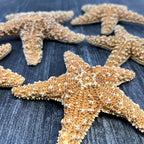 Tumbler Home Real Starfish Décor - 2pcs - 4" - 6" Large Starfish for Crafts, Beach House Décor, Christmas Ornaments & Nautical Decorations